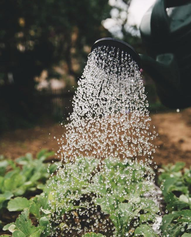 Drought Friendly Home Practices for Californians