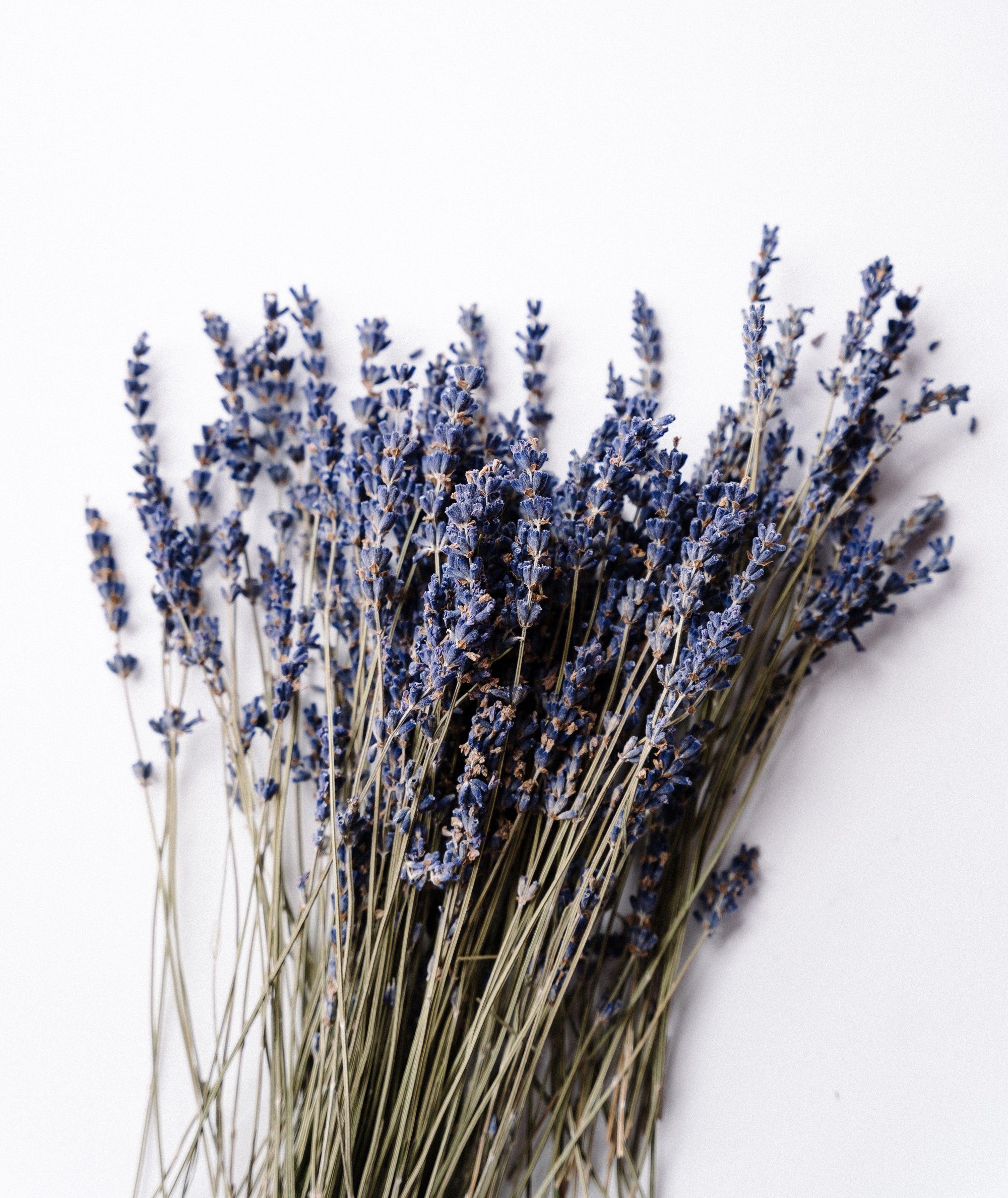 5 Reasons You Should Plant Lavender In Your Garden