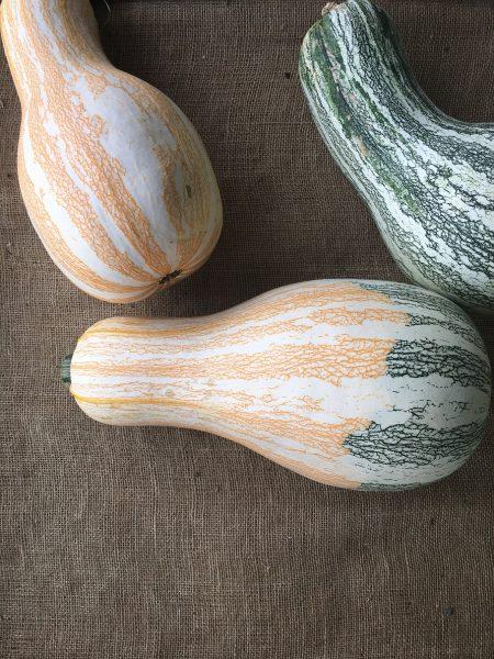 In the Kitchen: Fall Picnic Recipe Roundup