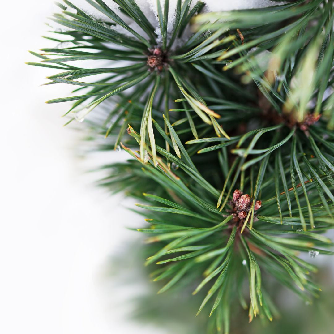 5 Fun Winter Facts About Evergreen Trees and Essential Oil